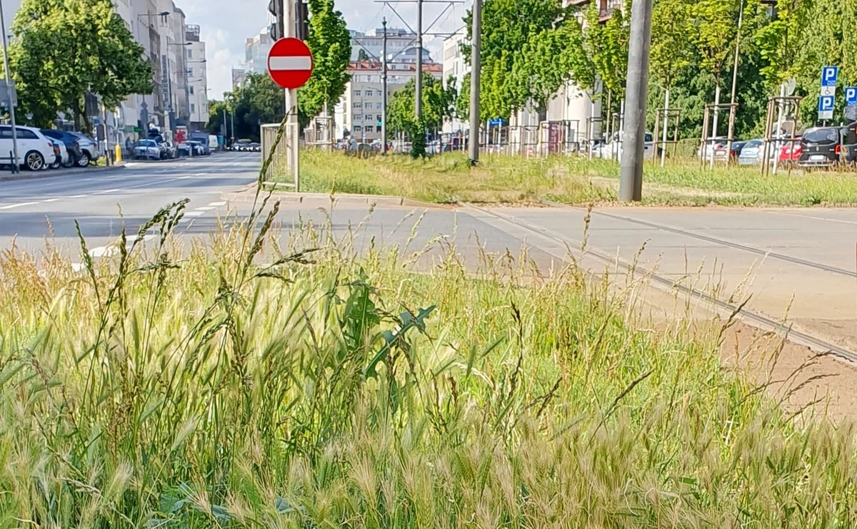  Warszawa ostrzega właścicieli psów. Omijajcie te miejsca szerokim łukiem na spacerze