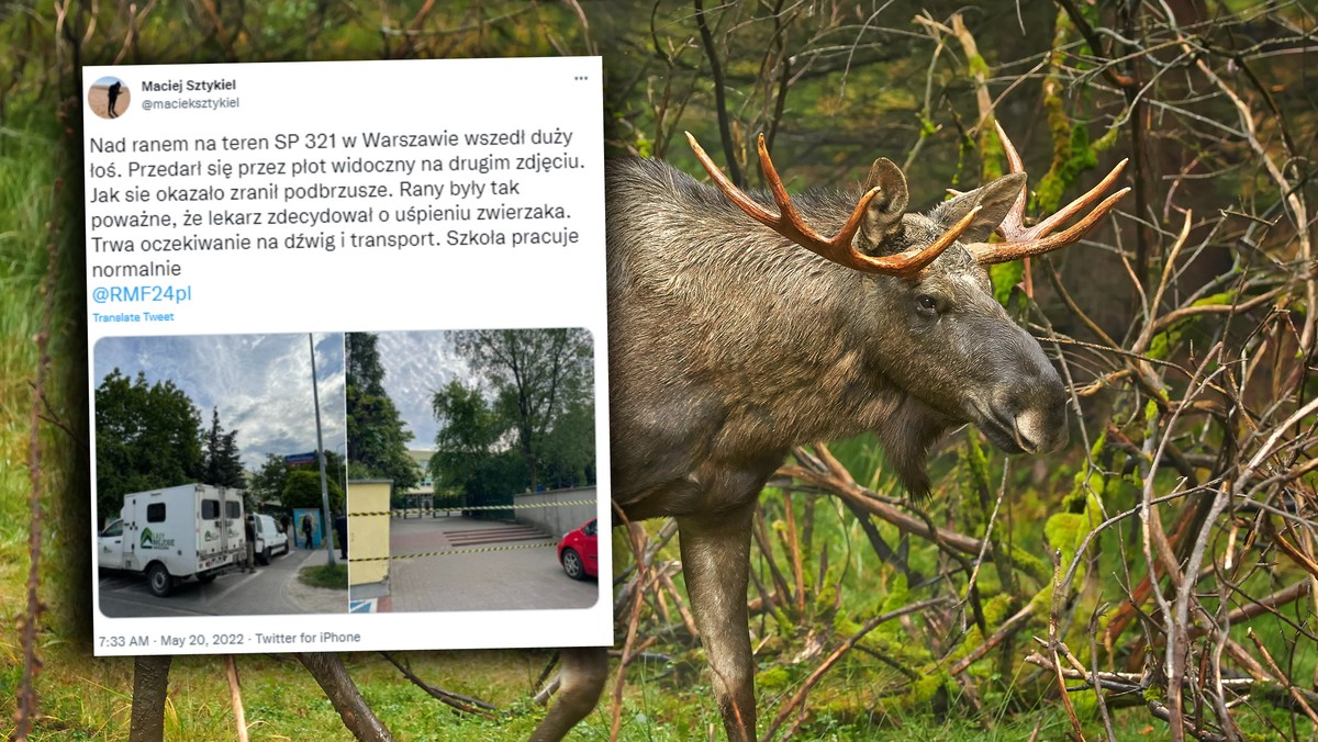 Warszawa: Na teren szkoły wszedł ranny łoś. Chował się na placu zabaw