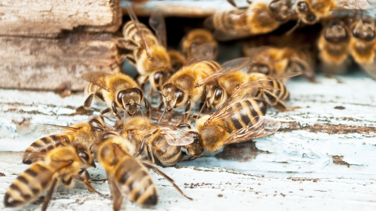 Wczoraj odbyło się miodobranie w pasiece na dachu Urzędu Marszałkowskiego. Gmach w centrum Torunia jest domem dla pięciu pszczelich rodzin od ubiegłego roku. Wspólnie z Regionalnym Związkiem Pszczelarzy w Toruniu - który zapewnia fachową opiekę nad pszczołami - promujemy ideę hodowli tych pożytecznych owadów w miastach.