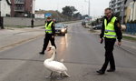 Stop! Łabędź zablokował Morenę! 