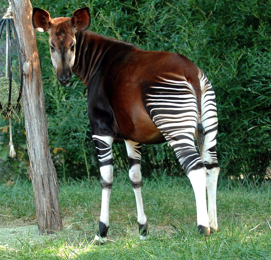 Did you know about Congo's Okapi, the half-zebra half-giraffe animal ...