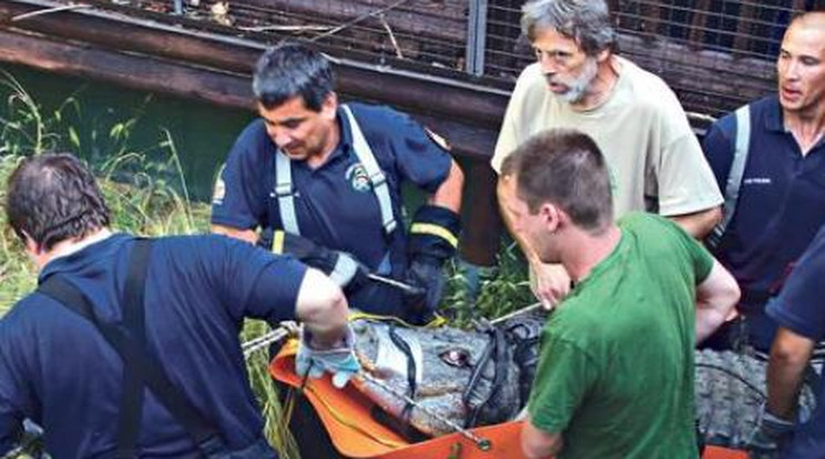 Öreg aligátorokat költöztettek a tűzoltók