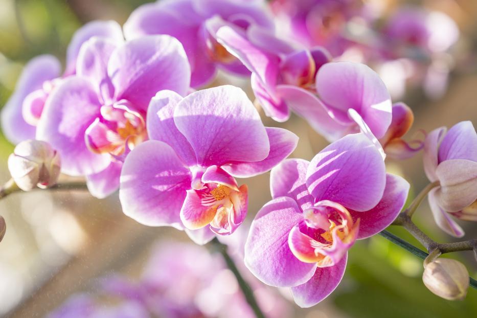 Orchidea Fotó: Northfoto