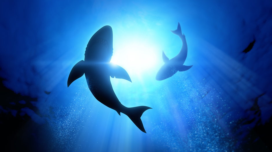 Dwie turystki zginęły w atakach rekinów w pobliżu kurortu Hurghada w Egipcie
