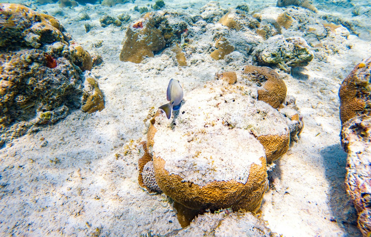 Ziemia osiągnęła pierwszy katastrofalny punkt krytyczny klimatu