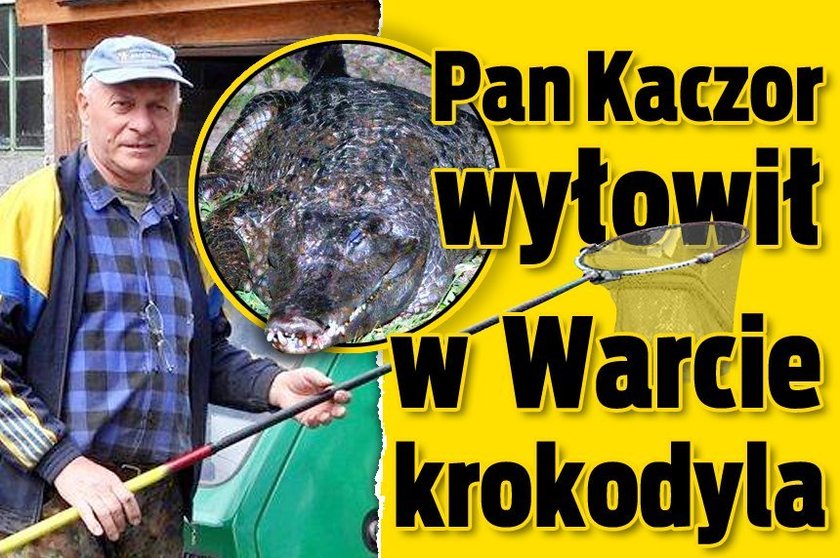 Pan Kaczor wyłowił w Warcie krokodyla