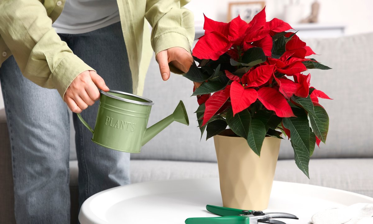 Jak dbać o gwiazdę betlejemską, żeby długo kwitła? Wystarczy jeden prosty trik