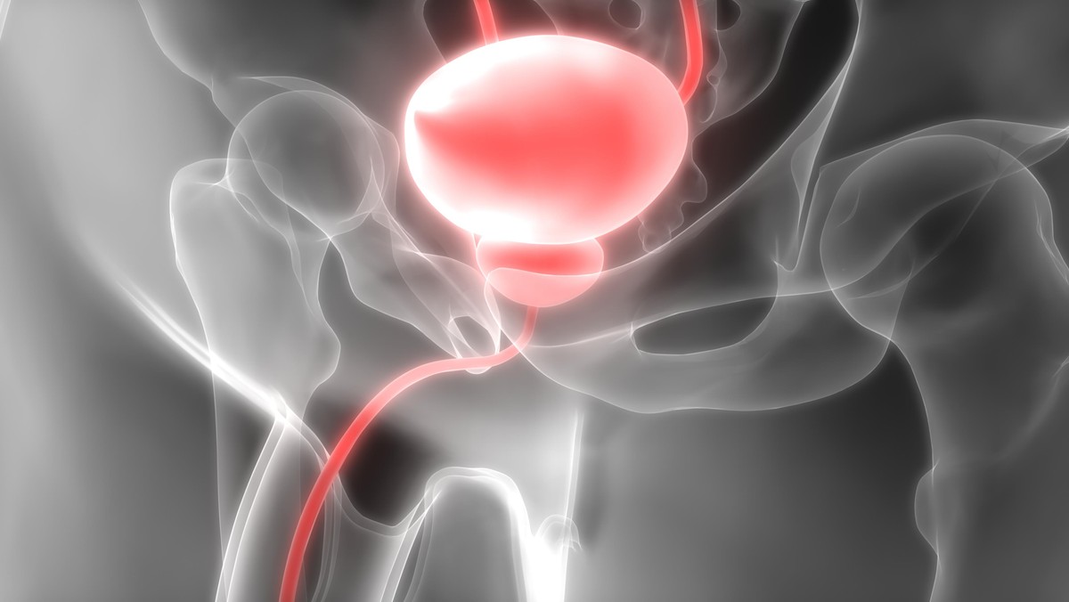 Human Body Organs (Urinary Bladder)