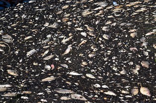 Naukowiec ws. Odry: Nie korzystamy ze zdobyczy nauki, żeby zarządzać tą katastrofą w odpowiedni sposób