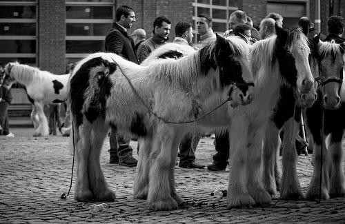 Galeria Irlandia - Dublin - Koński targ na Smithfield Market, obrazek 2