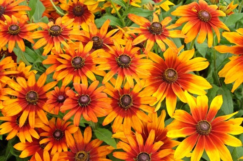 Rudbekija