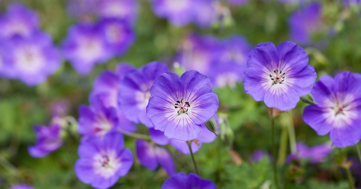 "Roślina stulecia" podbija ogrody. Bodziszek Rozanne to hit tej jesieni
