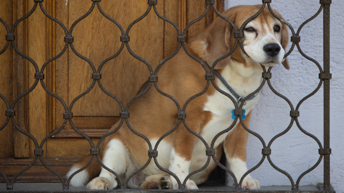 Kara do 500 euro (ponad 2 tys. zł) grozi w Weronie właścicielom psów, którzy zostawiają je na wiele godzin na balkonie. Taką praktykę uznano za maltretowanie. Straż miejska codziennie otrzymuje dziesiątki próśb o uwolnienie zwierząt, zwłaszcza latem. Informuje o tym dziennik "Corriere della Sera".