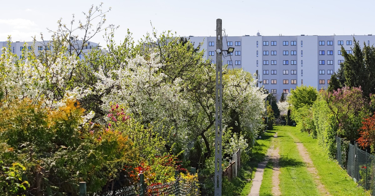 Działki ROD będą likwidowane? Polscy działkowcy alarmują, rząd szykuje zmiany w gruntach