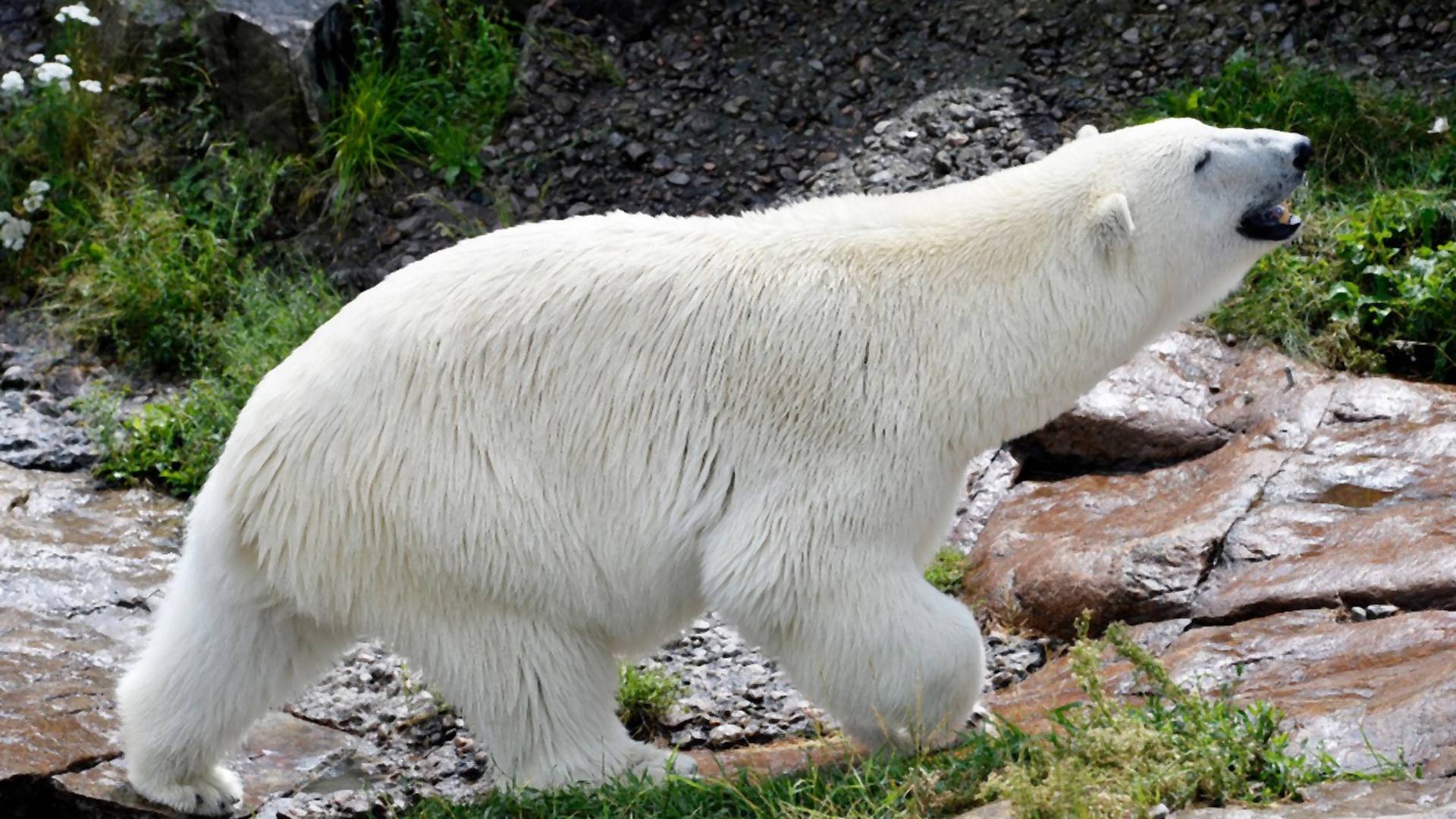 Slika polarnog medveda na Aljasci je poslednji poziv u pomoć naše planete