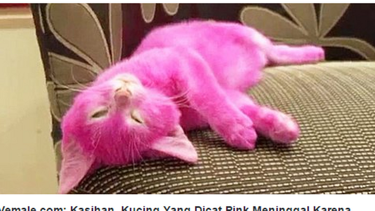 Uwielbiająca różowy kolor celebrytka Lena Lenina została mocno skrytykowana przez obrońców praw zwierząt za przefarbowanie futra swojego kota. W efekcie zwierzę zdechło - informuje "Metro".