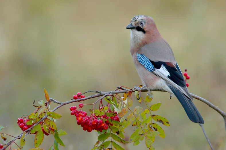 Sójka (Garrulus glandarius)