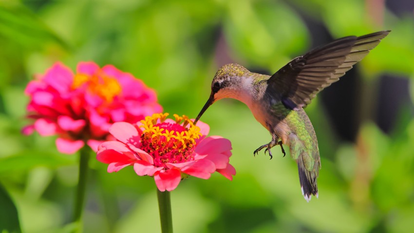 Kolibri