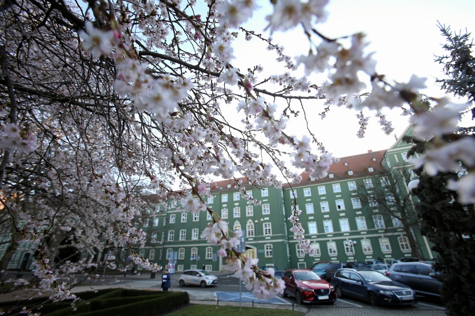 Jasne Błonia w Szczecinie