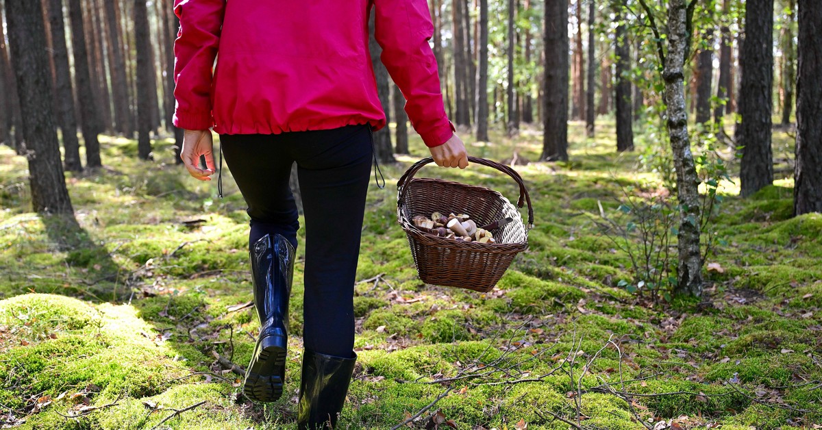 Zabierzesz kilka gałązek z lasu i odpowiesz za to karnie. Ministerstwo Sprawiedliwości przygotowało nowe przepisy