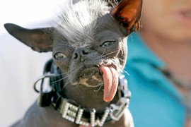 Struka kaže: OVO SU NAJRUŽNIJE RASE PASA NA SVETU, ali imaju neverovatne osobine za koje nikad niste čuli! Da li mislite da su stvarno ružni?