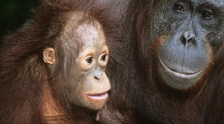 Több mint 100 ezer orangutánt öltek meg Borneón 16 év alatt