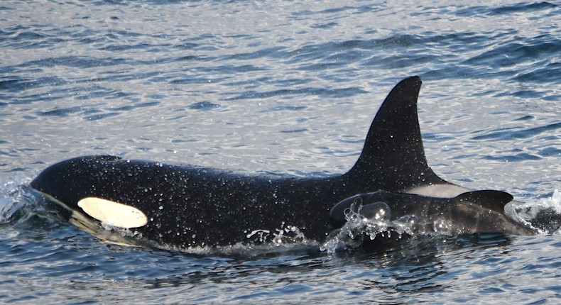 The orca female and pilot whale calf.orcaguardians.org