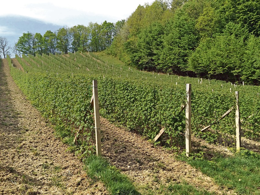 Samo sistem za navodnjavanje koštao ih je, kažu, 30.000 evra
