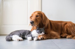 włosi mogą teraz korzystać z płatnego urlopu chorobowego, aby opiekować się chorymi zwierzętami