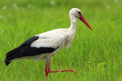 Wielki QUIZ z polskich ptaków. 20/20 tylko dla orłów