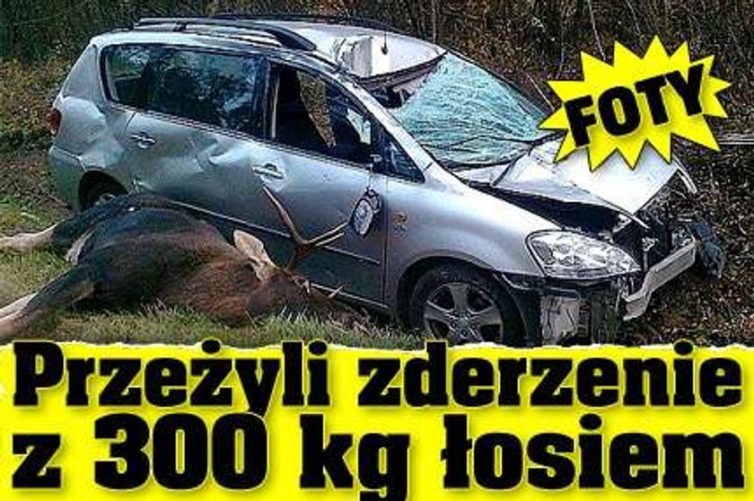 Przeżyli zderzenie z 300 kg łosiem! FOTY