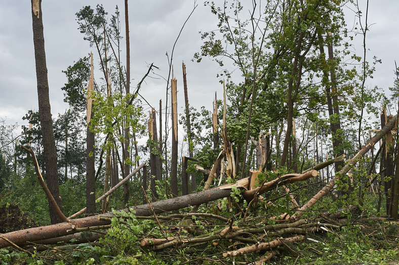  Zniszczony przez nawałnicę las i droga w Suszku