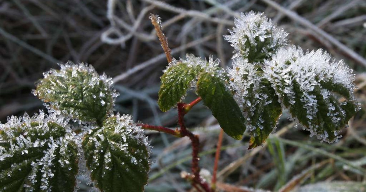 Pierwsze przymrozki już w tym tygodniu. Te regiony obudzą się zziębnięte. Nawet -4 st. C!