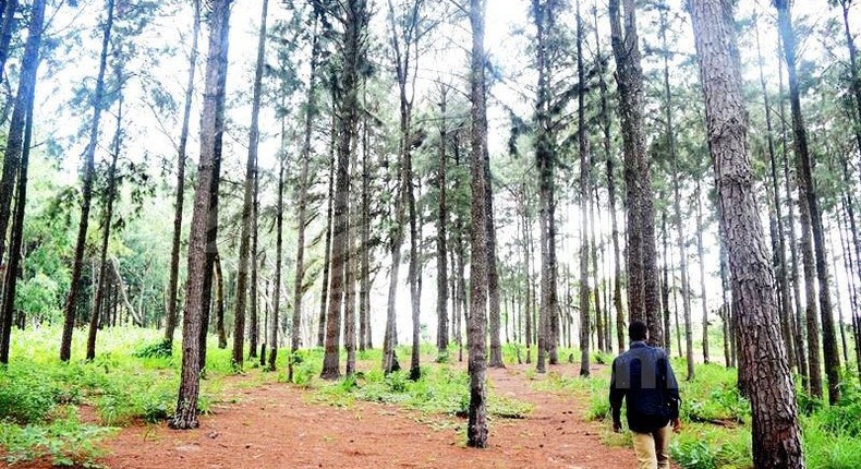 Ngwo Pine Forest