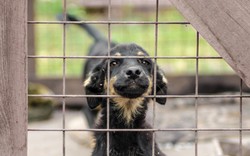 Nawet 2000 zł za adopcję psa ze schroniska. Samorządy wprowadzają finansowe zachęty