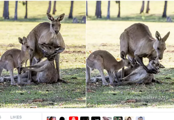 Zdjęcie kangura przytulającego umierającą partnerkę wzrusza do łez. Nie ma to jednak nic wspólnego z żałobą