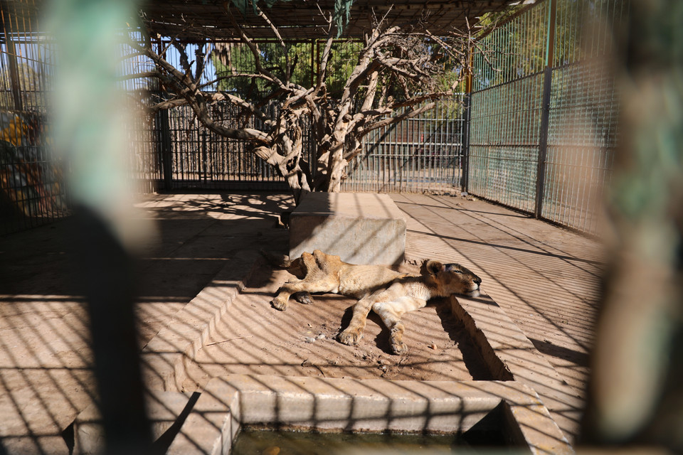 Wychudzone i chore lwy w parku w Sudanie