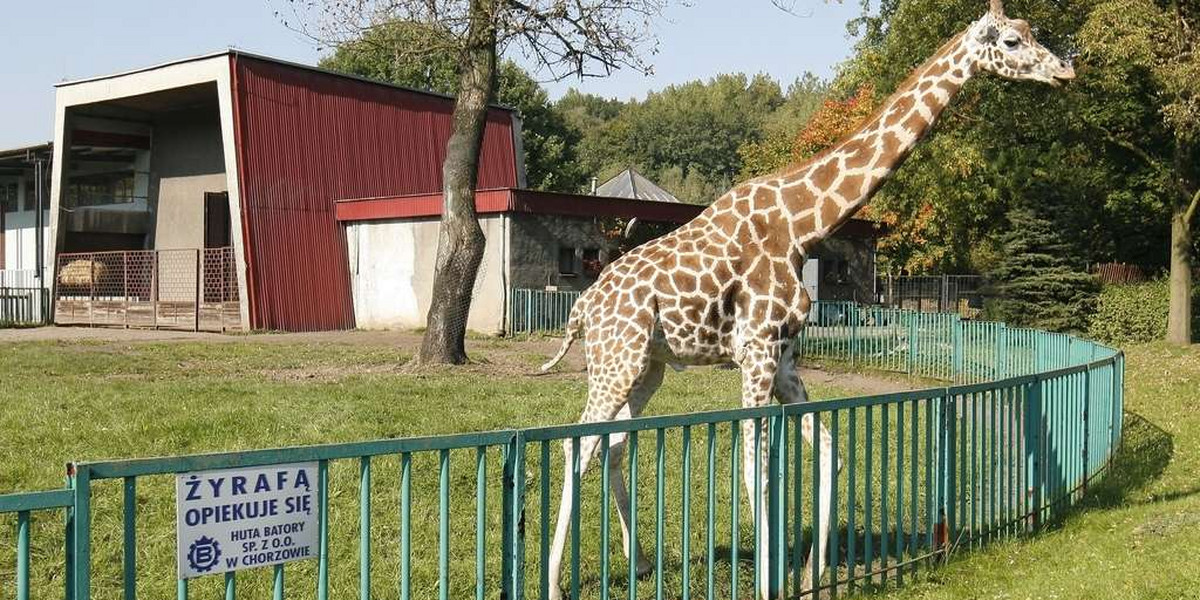 UWAGA! Oto najgorsze polskie zoo. Higiena woła o pomstę do nieba!