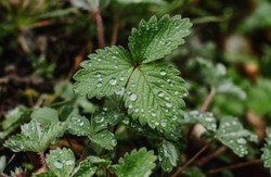 Herbata z liści tej rośliny pomaga pozbyć się oponki. Poprawia też jakość snu
