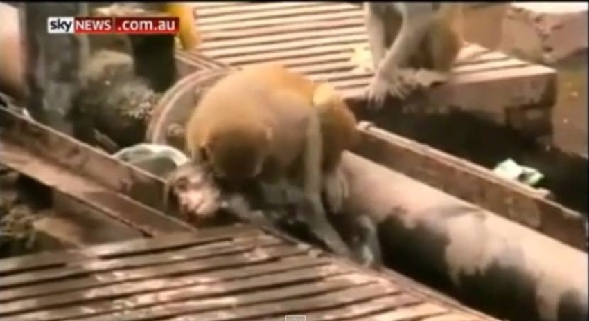 Majmuni, kao i ljudi, brinu o svojim prijateljima