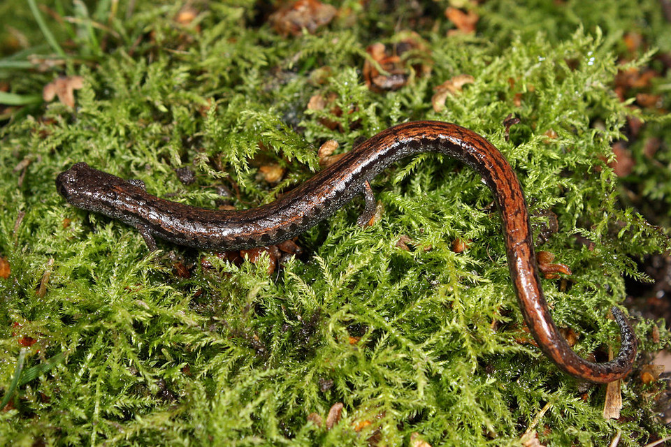 Salamandra bezłuska