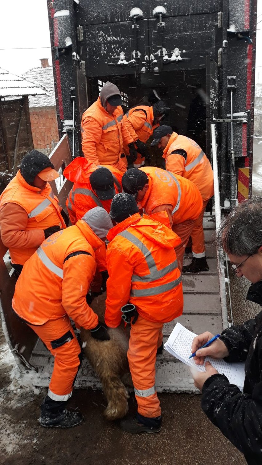 Evakuacija životinja iz sela