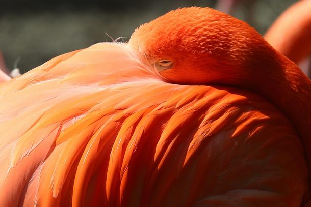 A flamingo rests his head in his feathers in his enclosure during a sunny day at the Hellabrunn zoo 