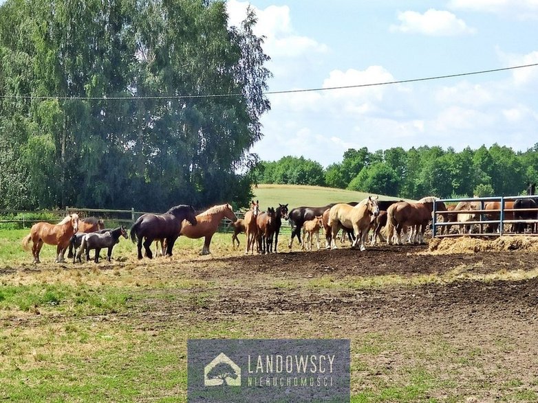 Gospodarstwo rolne na sprzedaż