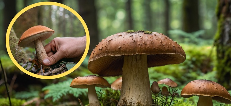 Grzybobranie: Trudny QUIZ o grzybach i zasadach ich zbierania. 10/10 zdobędzie tylko prawdziwy znawca