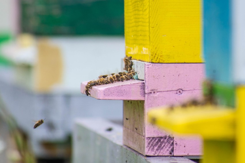 Pčele imaju nagon da štite stanište, po principu "Ne diraj me, ne diram te"