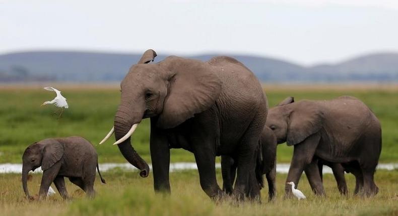 A bird flies over a family of elephants walking in the Amboseli National Park, southeast of Kenya's capital Nairobi, April 25, 2016. 