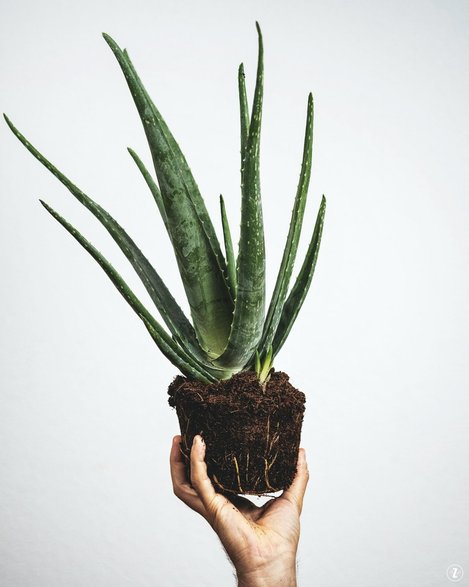 Aloes zwyczajny (Aloe vera)