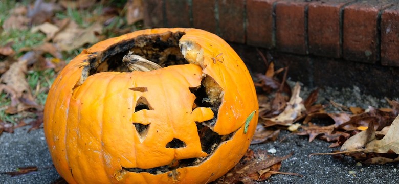 Nie marnuj dyń. Co zrobić z dynią po Halloween? Uwalnia gaz cieplarniany o wyższym globalnym potencjale ocieplenia niż dwutlenek węgla