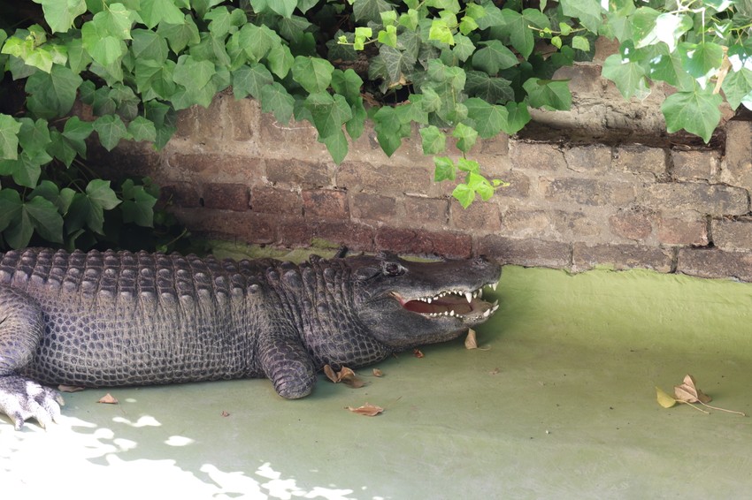Najstariji aligator na svetu Muja u Beogradskom zoološkom vrtu